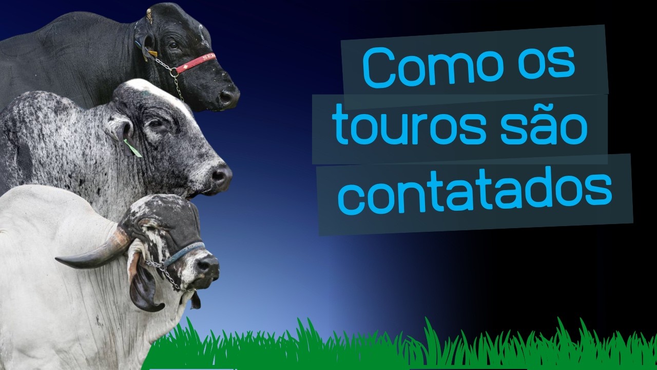 Como contratamos touros?