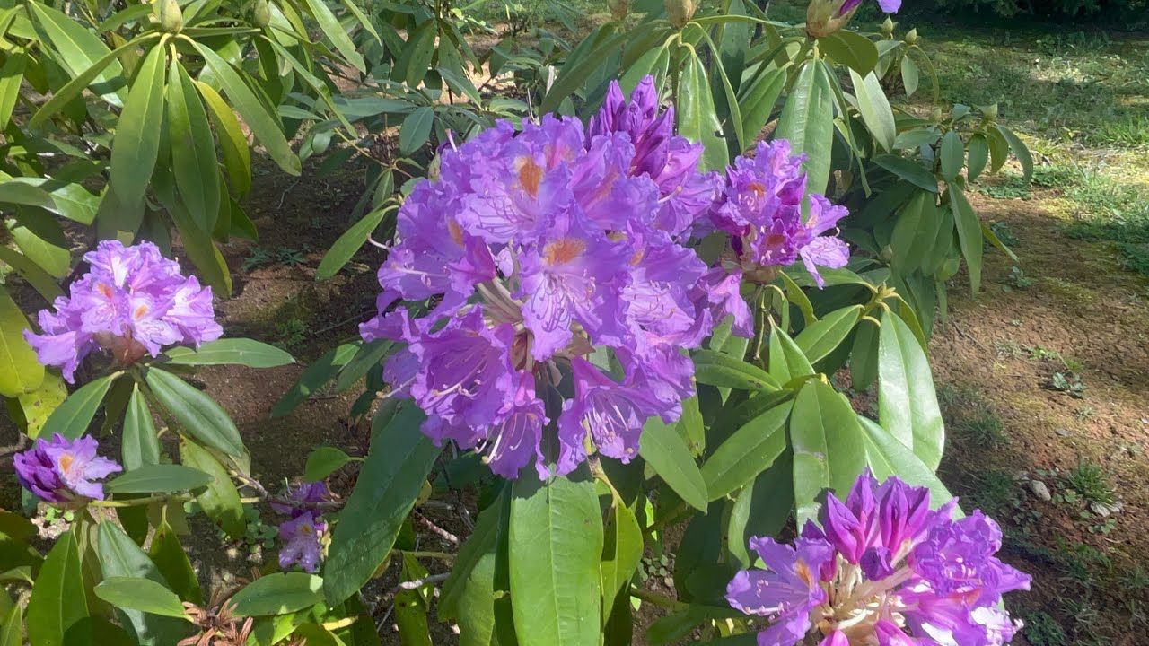 Rhododendron ponticum - Mor Çiçekli Orman Gülü, Komar, Common Rhododendron