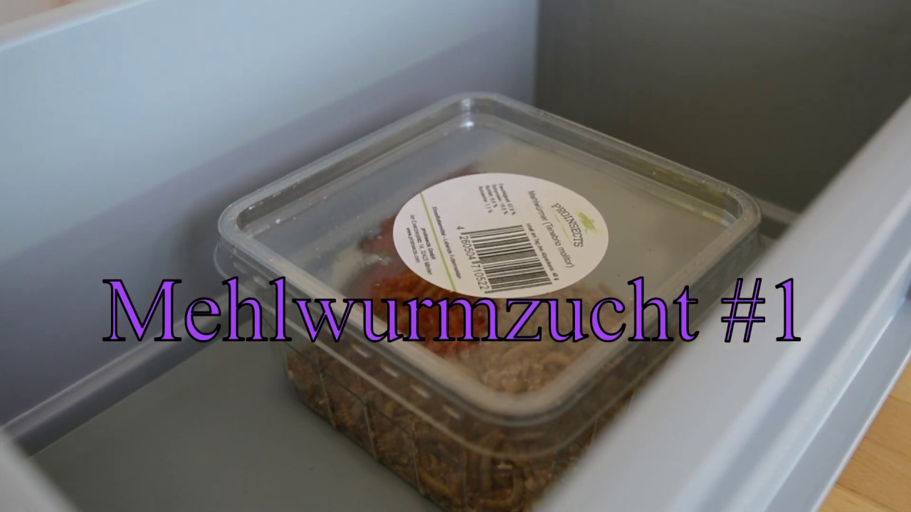 🐛 MEHLWURMZUCHT #1