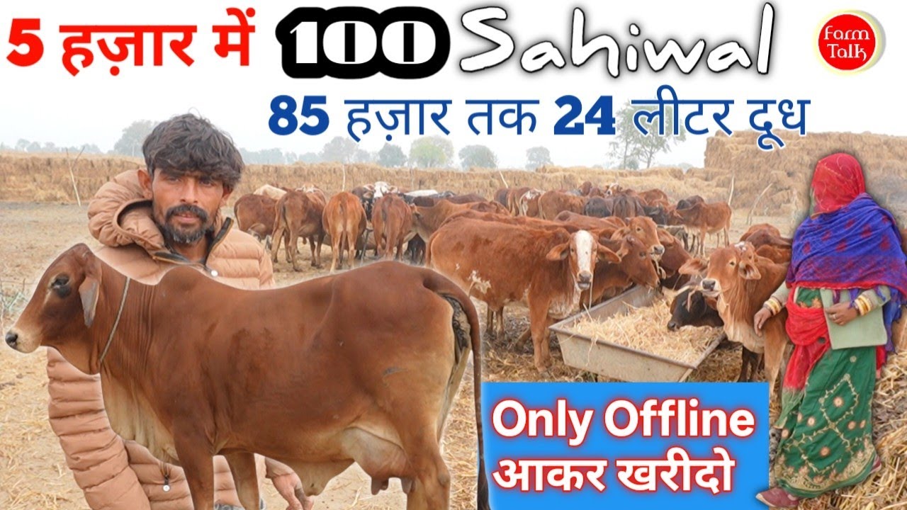 5000 से 85 हज़ार तक की 100 साहीवाल गाय और बछड़ी 👉 10 से 24 लीटर तक दूध निकाल ले जाओ Only Offline 