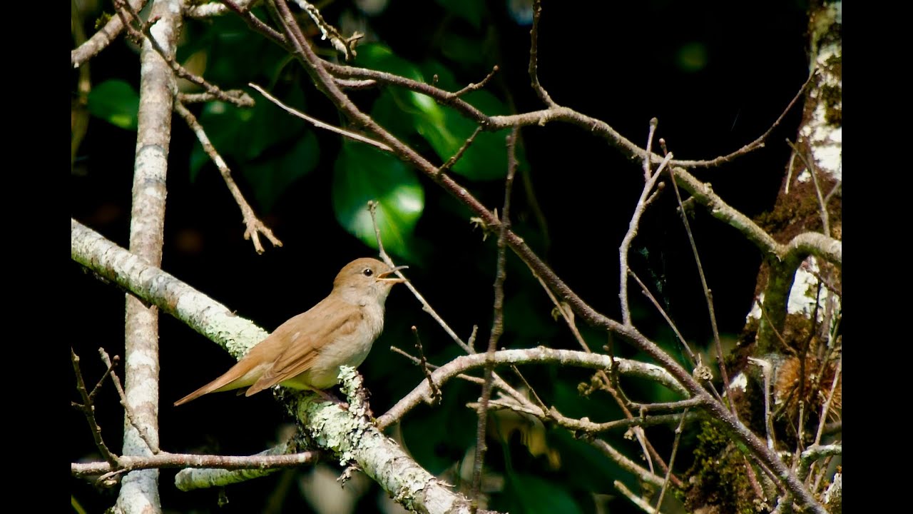 Chant du Rossignol (Luscinia megarhynchos) Nightingale singing in Dordogne France