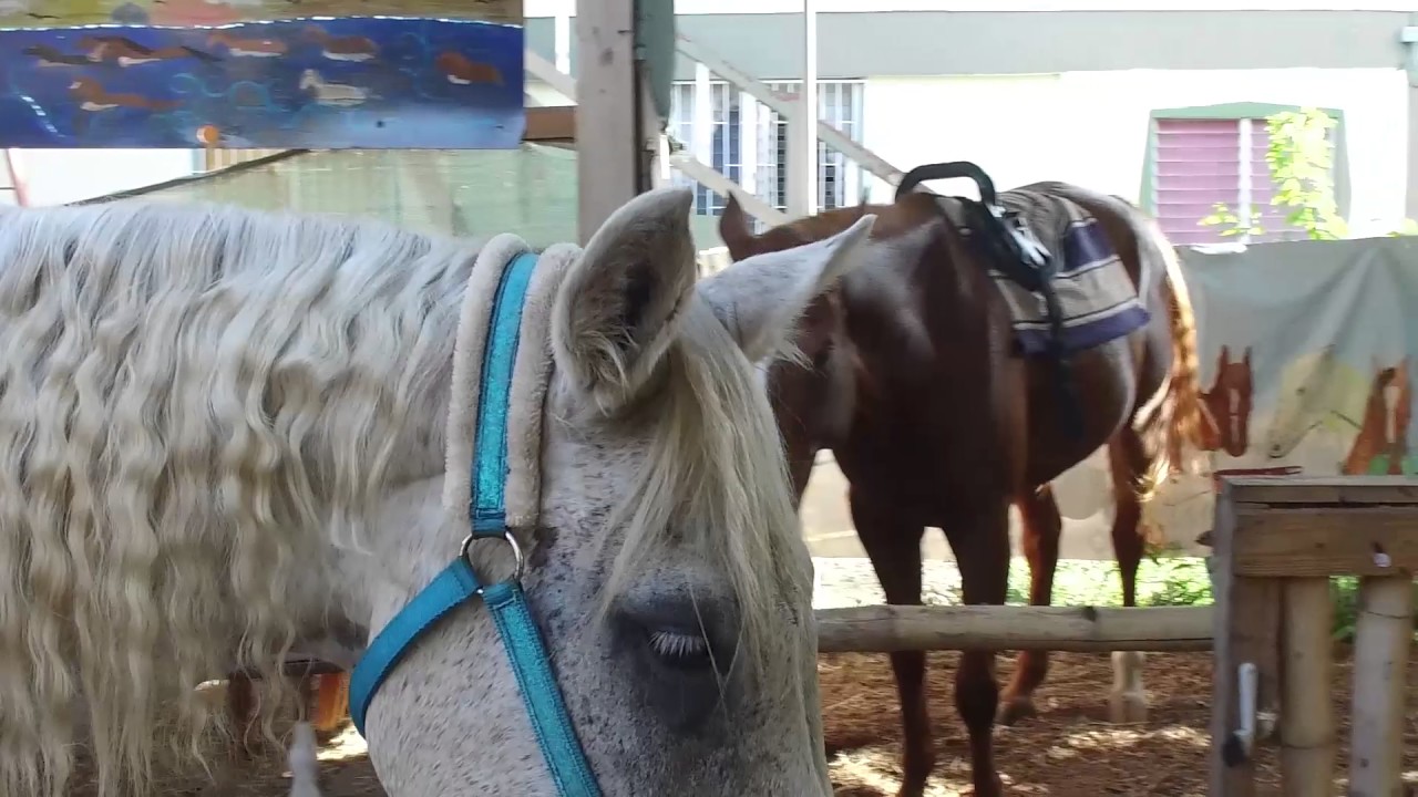 Healing  with Horses Tobago