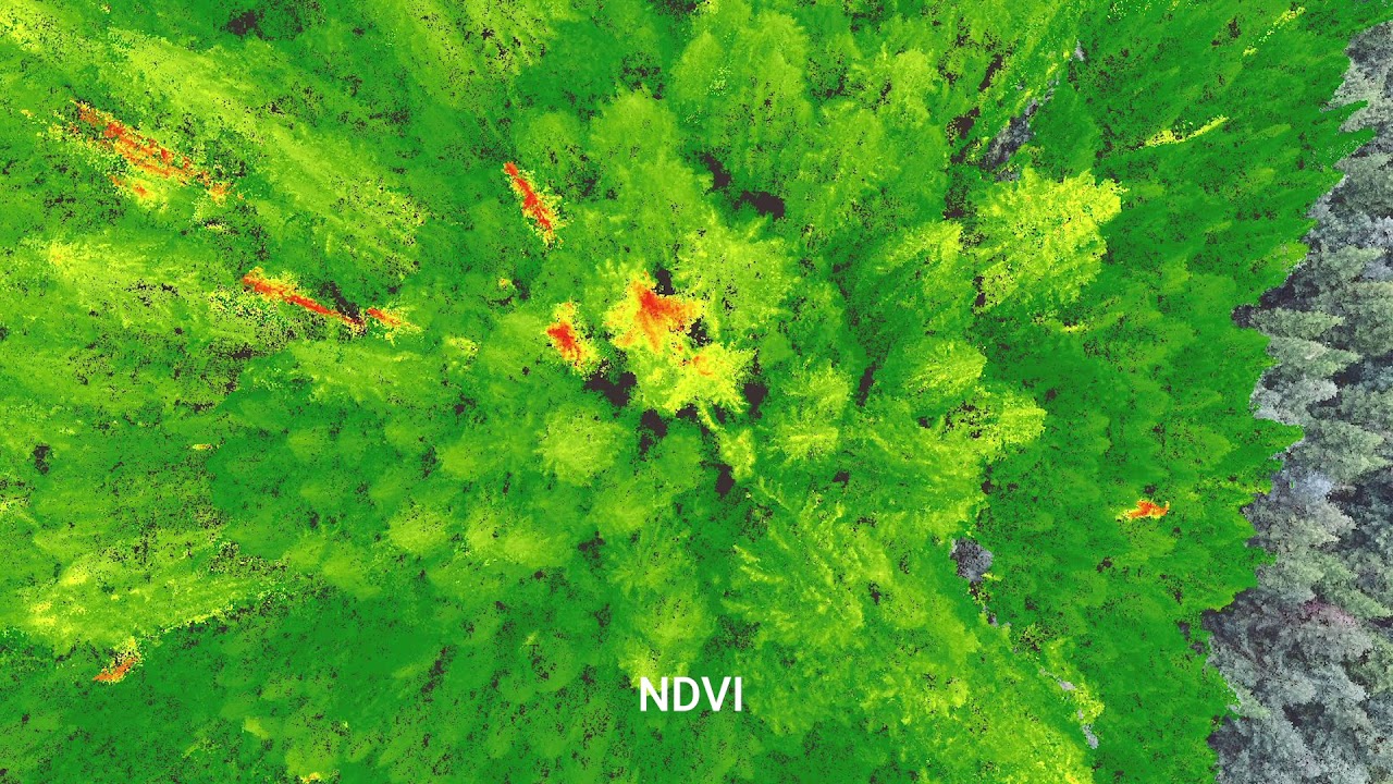 Multispectral Analysis for Forest Composition and Health
