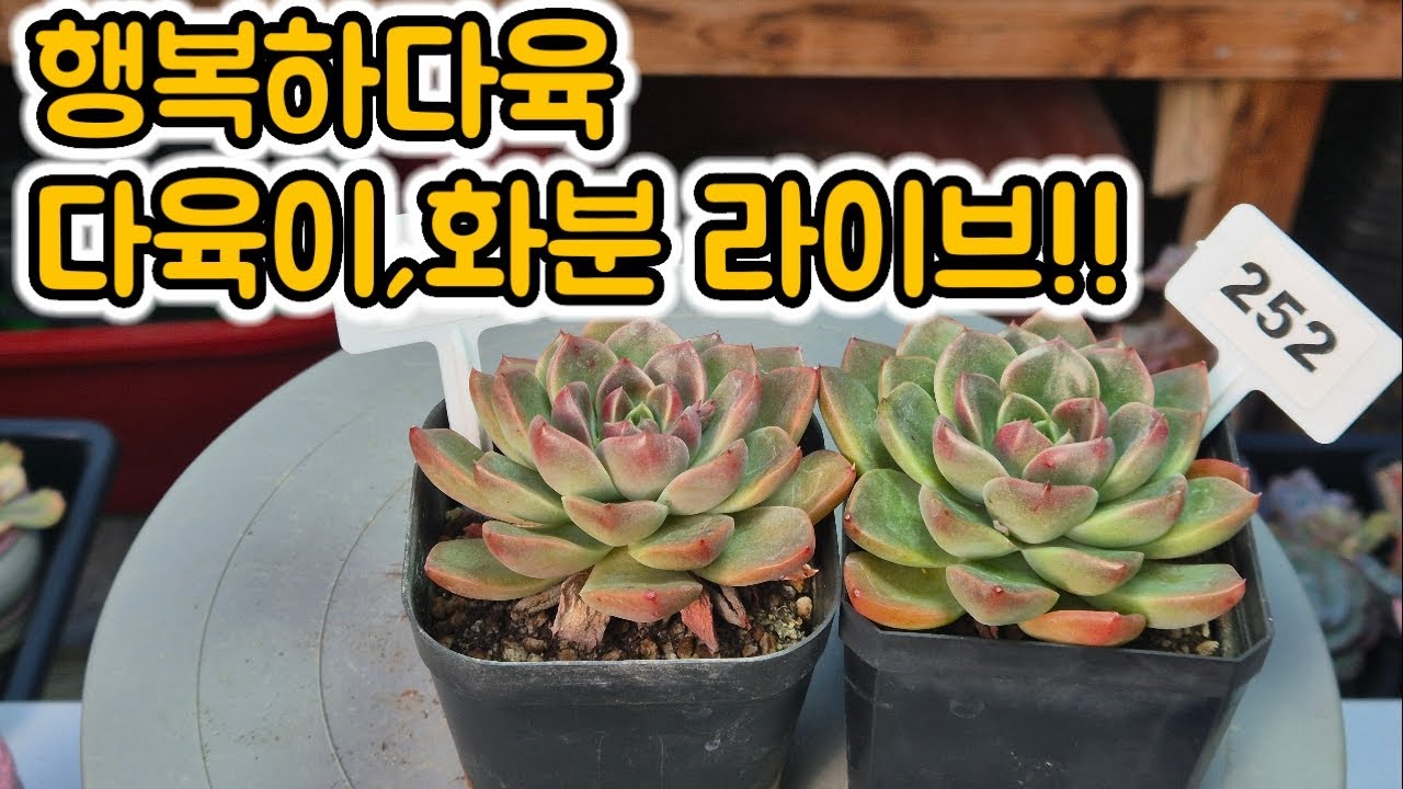 신상화분들❤️💕