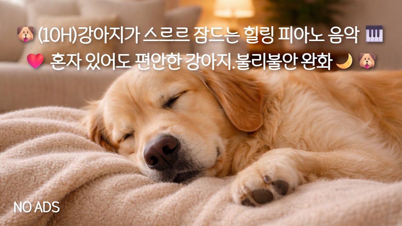 (10시간 광고없는)🌙🐕강아지가 스르르 잠드는 힐링피아노 음악🎹혼자 있어도 편안한 강아지💤강아지 힐링 음악이 필요하다면, 구독 🐾다음에 쉽게 찾을수 있어