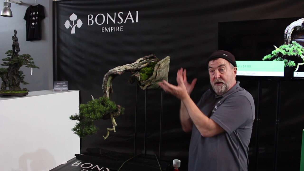 Pine Bonsai care and maintenance, by Tony Tickle