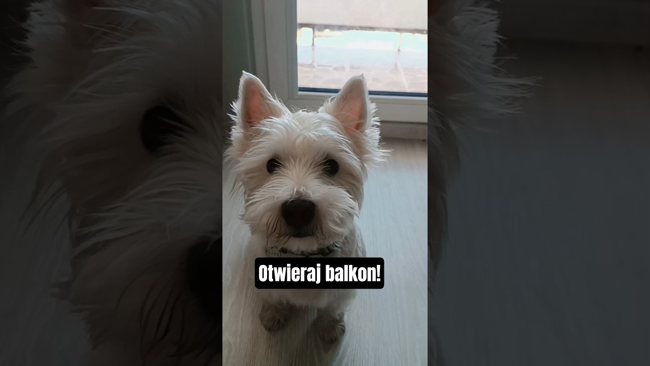 Ile mam czekać?!😅 Monitoring osiedlowy musi działać...😅 #westie #pieskiezycie #dc #pies #śmieszne