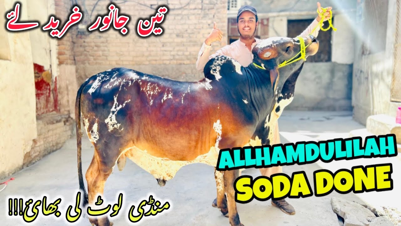 Mera Soda hogya Allhamdullilah😍||3 Janwar purchase kar liye Kala Mandi sy||4/June/2024