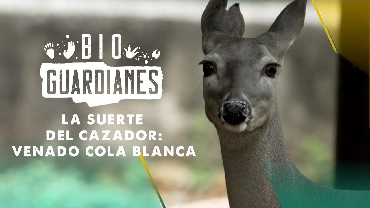 Bioguardianes | La suerte del cazador: venado cola blanca.