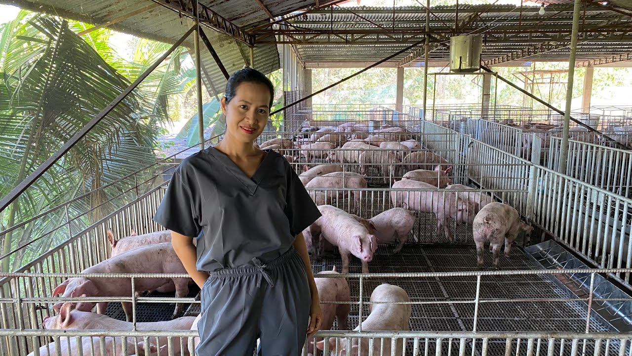 Ang daming baboy na Nailipat sa Fattening pen