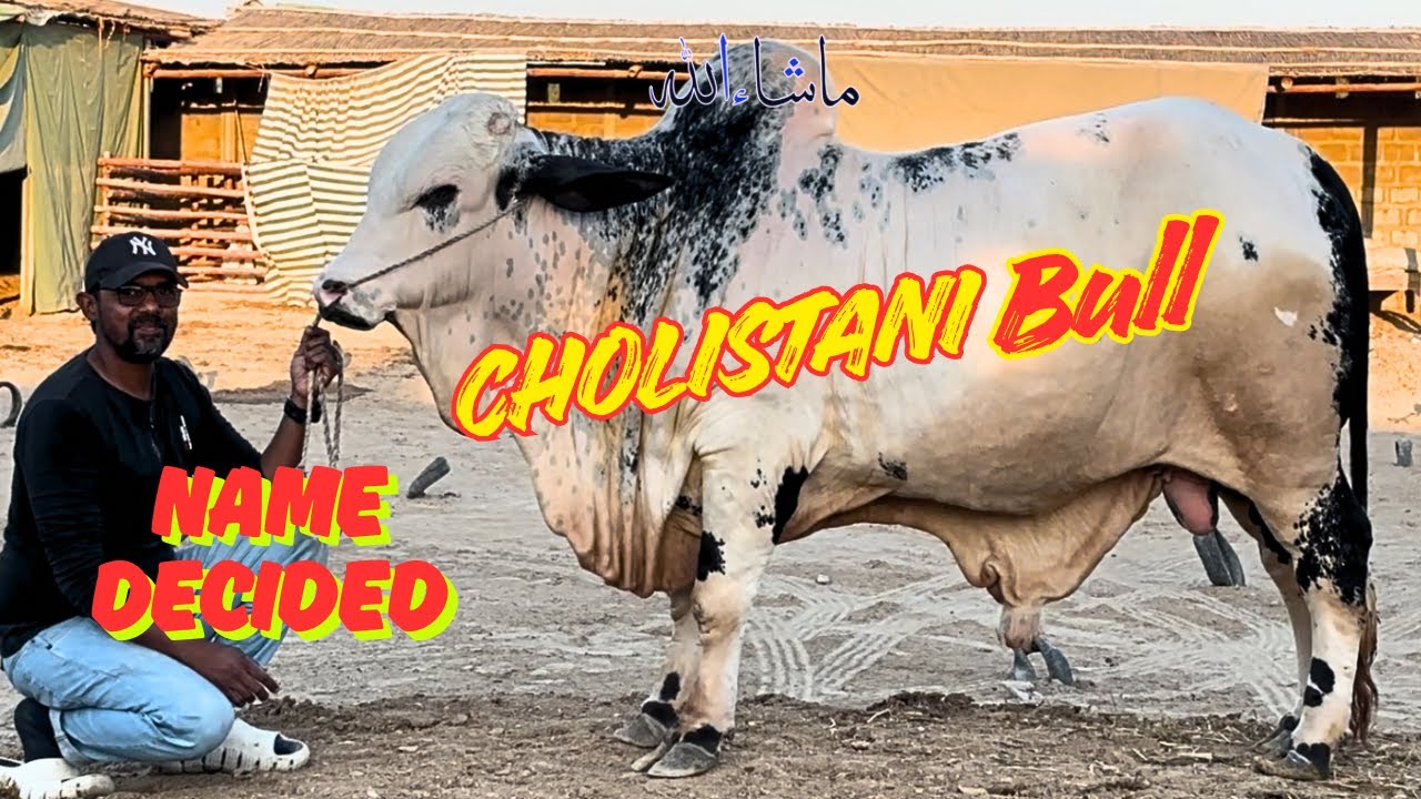 Cholistani Bull Ka Naam Decide Hogaya. Dost Cattle Farm.