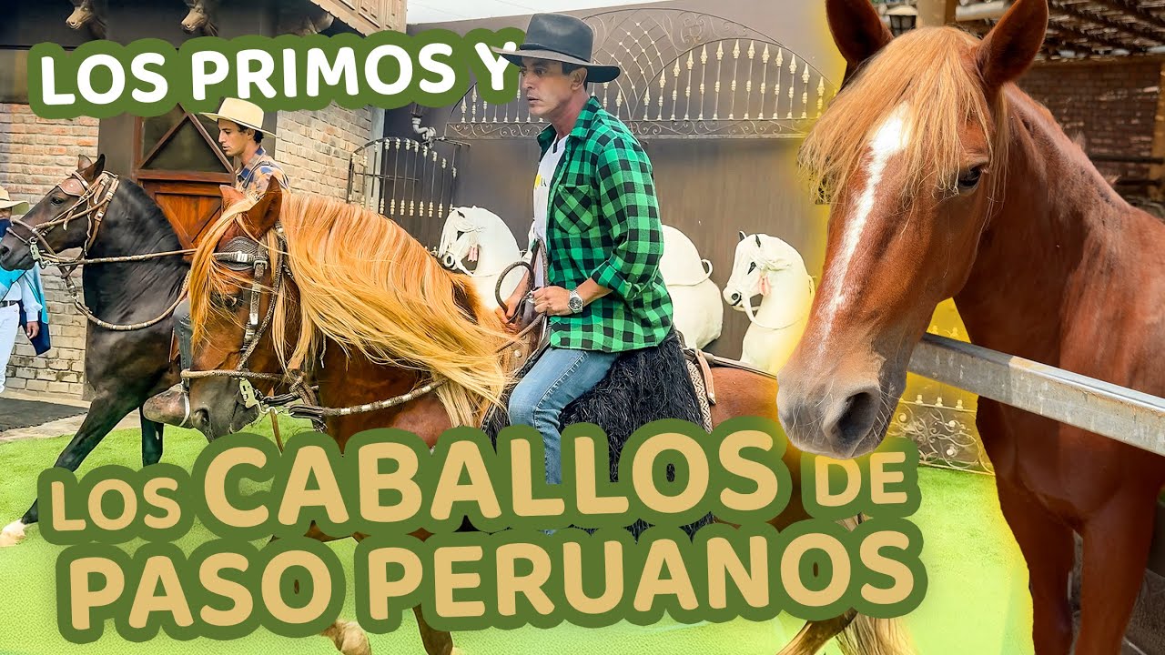 El Caballo Peruano de Paso: Origen, tradición y curiosidades 🐎