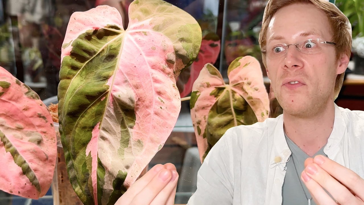 MYBOTANIKA Hamm 🌿 Die verrücktesten Pflanzen & Highlights der Messe!