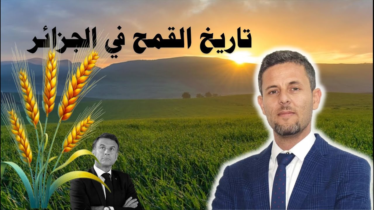 قصة القمح الجزائري عبر التاريخ