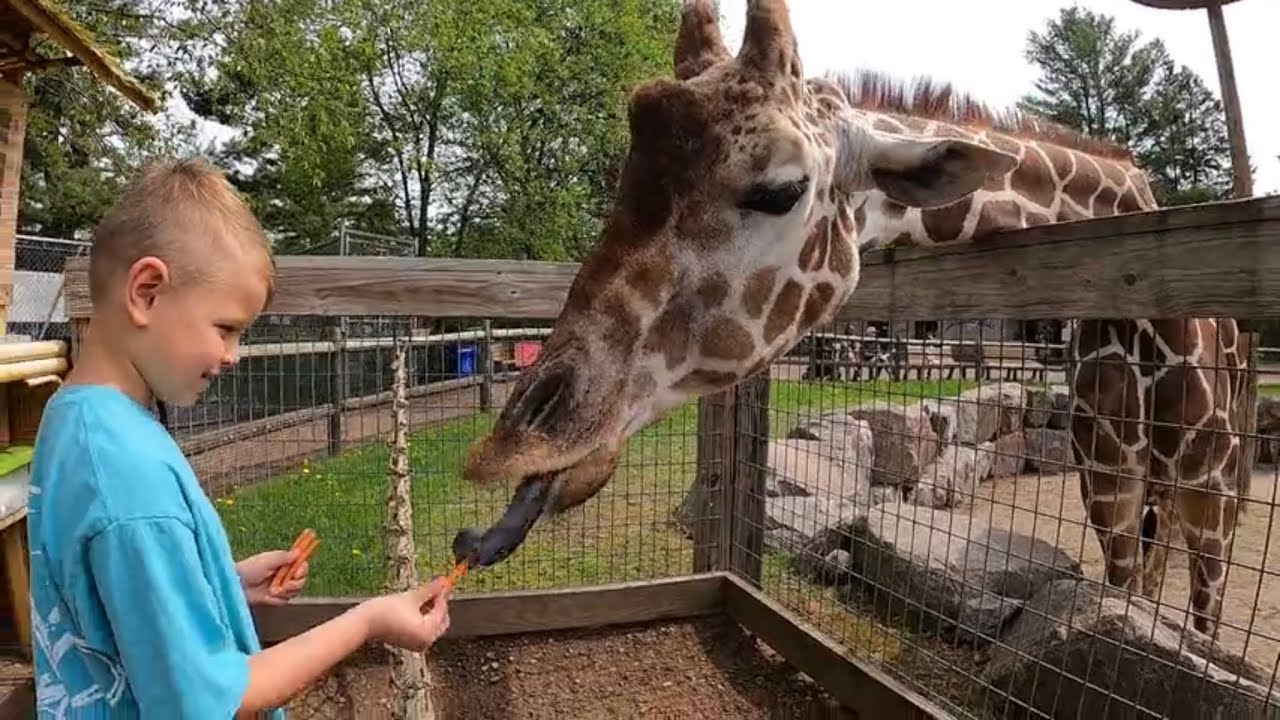 Wildwood Wildlife Park, BEST ZOO!!  Minocqua, Wisconsin 2022