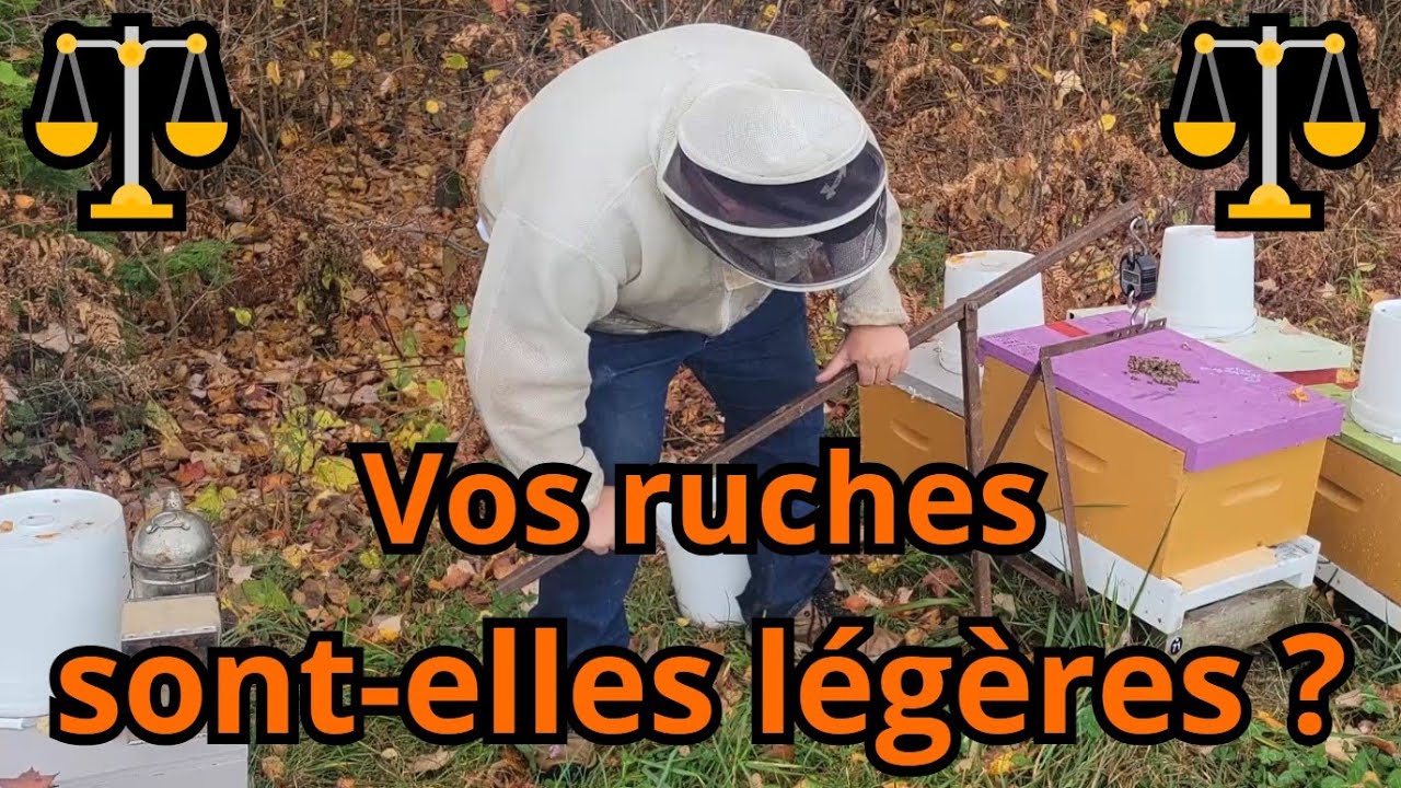 Combien doit peser une ruche au Québec avant l’hiver ?