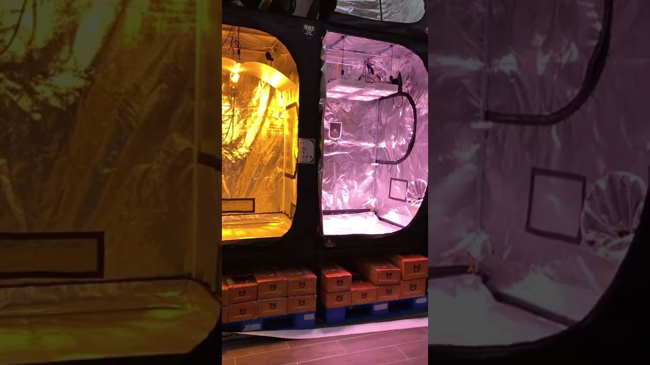 Led indoorled 480w hps killer vs Hps 600w