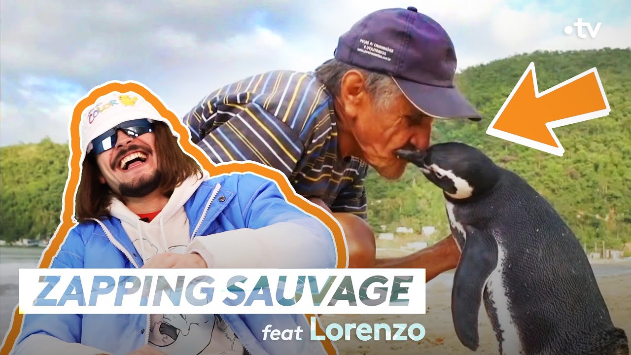 Этот пингвин более верен, чем  Лоренцо! - ZAPPING SAUVAGE