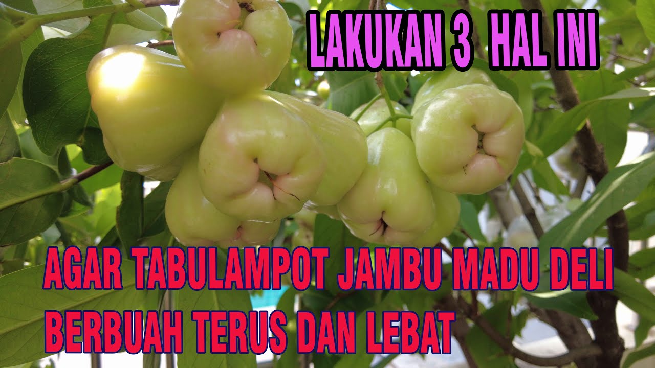 Tabulampot Jambu Air  Berbuah Terus dan Lebat
