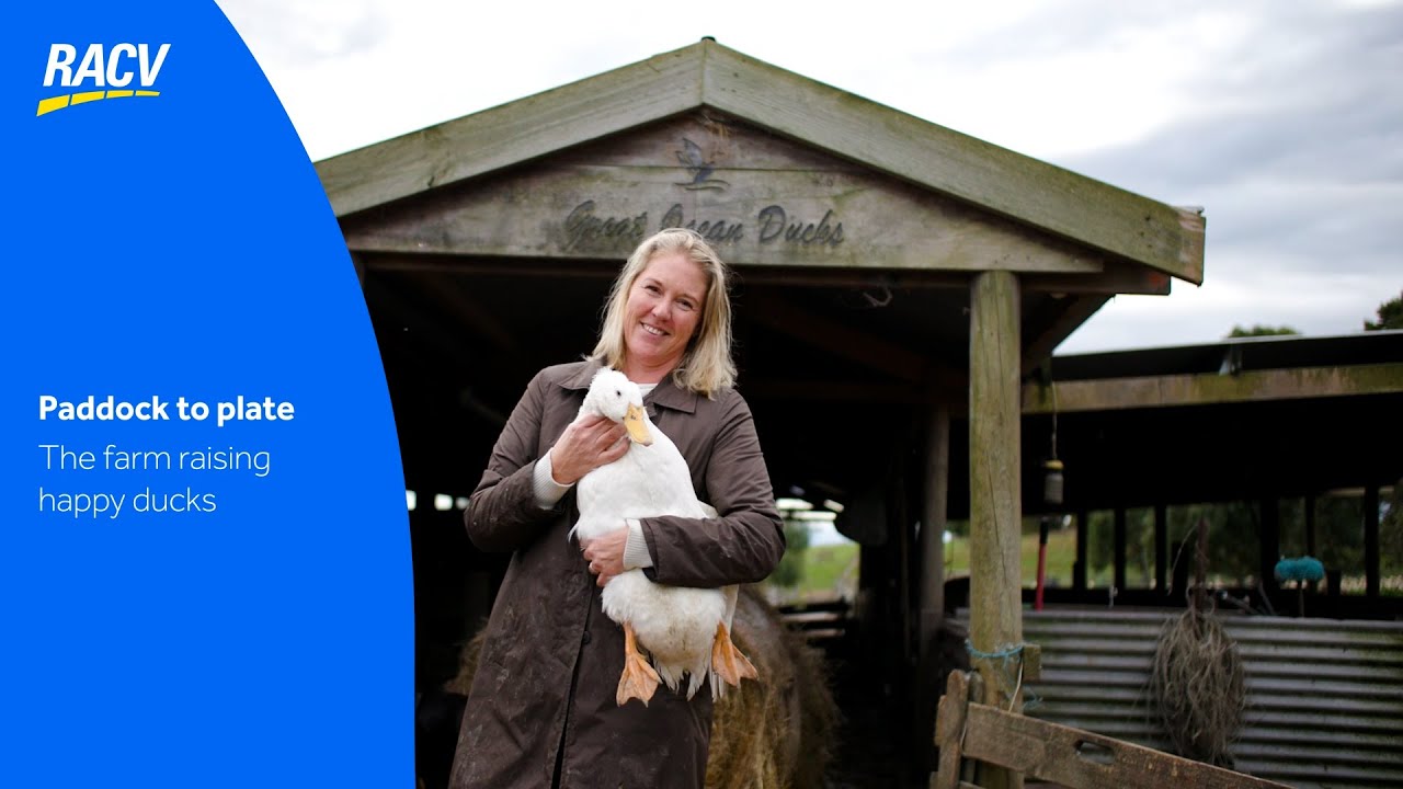Paddock to Plate: free-range duck farming on Victoria&rsquo;s coast | Great Ocean Ducks