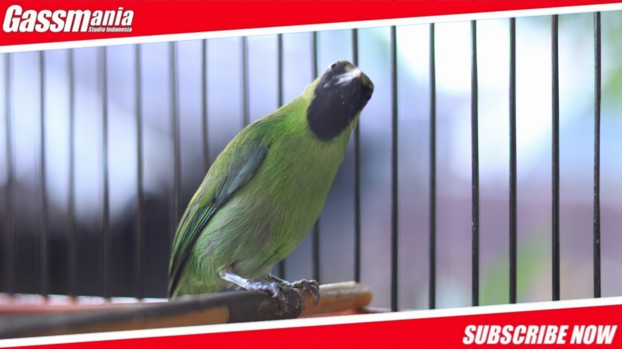 CUCAK IJO MINI GACOR COCOK BUAT PANCINGAN EMOSI JOMIN PAUD & BAHAN HUTAN