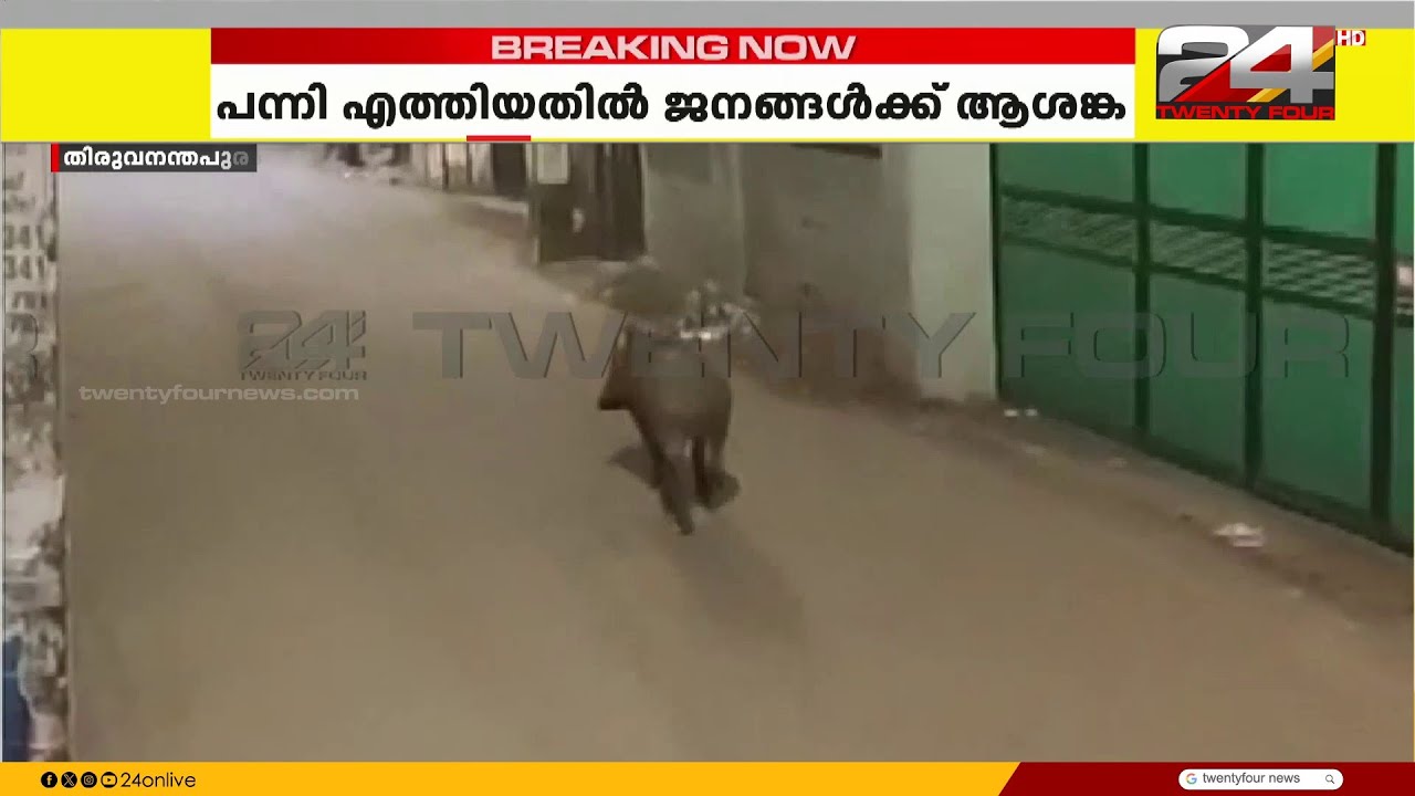 തിരുവനന്തപുരം നഗരത്തിൽ വിലസി കാട്ടുപന്നി, ആശങ്കയിൽ ജനങ്ങൾ | Wild Boars | Trivandrum