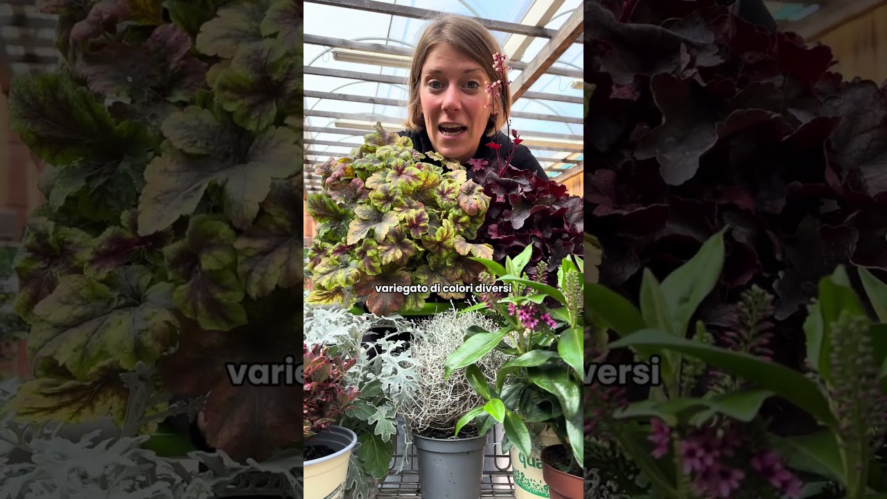 7(+1) piante perenni resistenti al freddo #giardinaggio #piante #verona #gardening