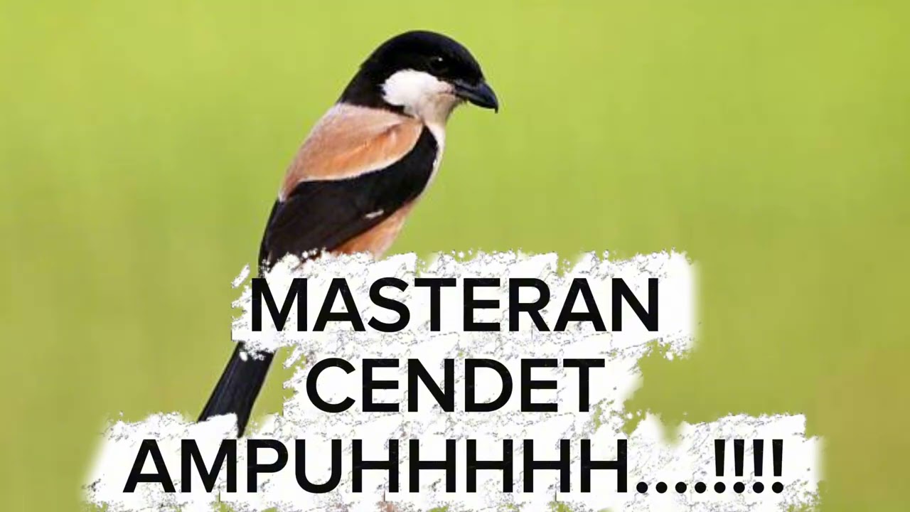 CENDET BLEDEKKKK.... MATERI PANJANG2...!!!