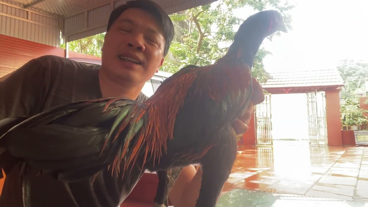 cách chọn gà hay qua màu lông 