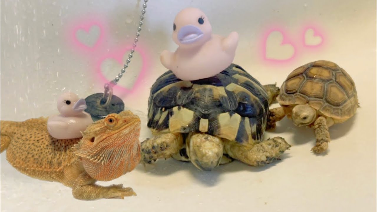 爬虫類達がみんなで温浴したら可愛すぎた❤️ The reptile baths are adorable.#reptile #爬虫類 #温浴 #frog #カエル #dog #チワワ #トイプードル
