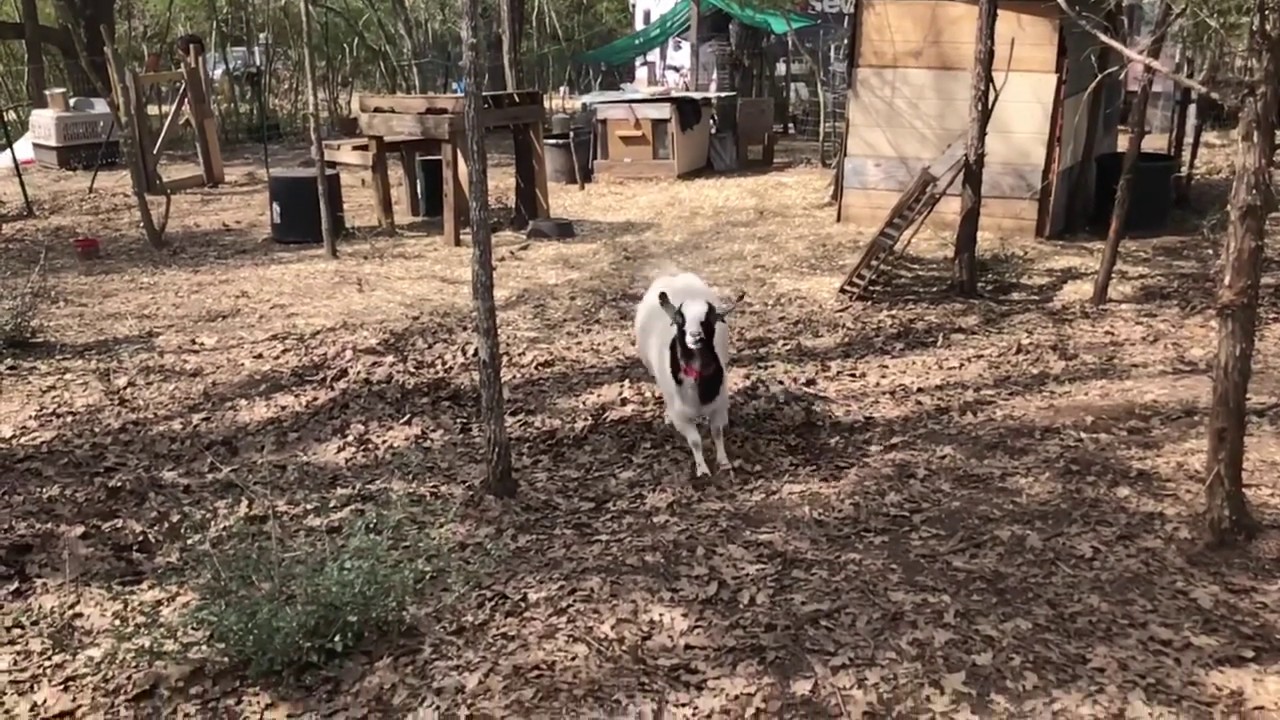 Slow motion goat having fun.