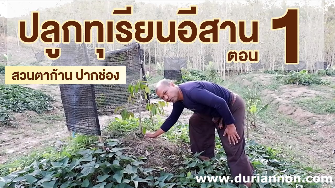 สวนตาก้าน ('62) : ปลูกทุเรียนอย่างไรในภาคอีสาน ตอน 1