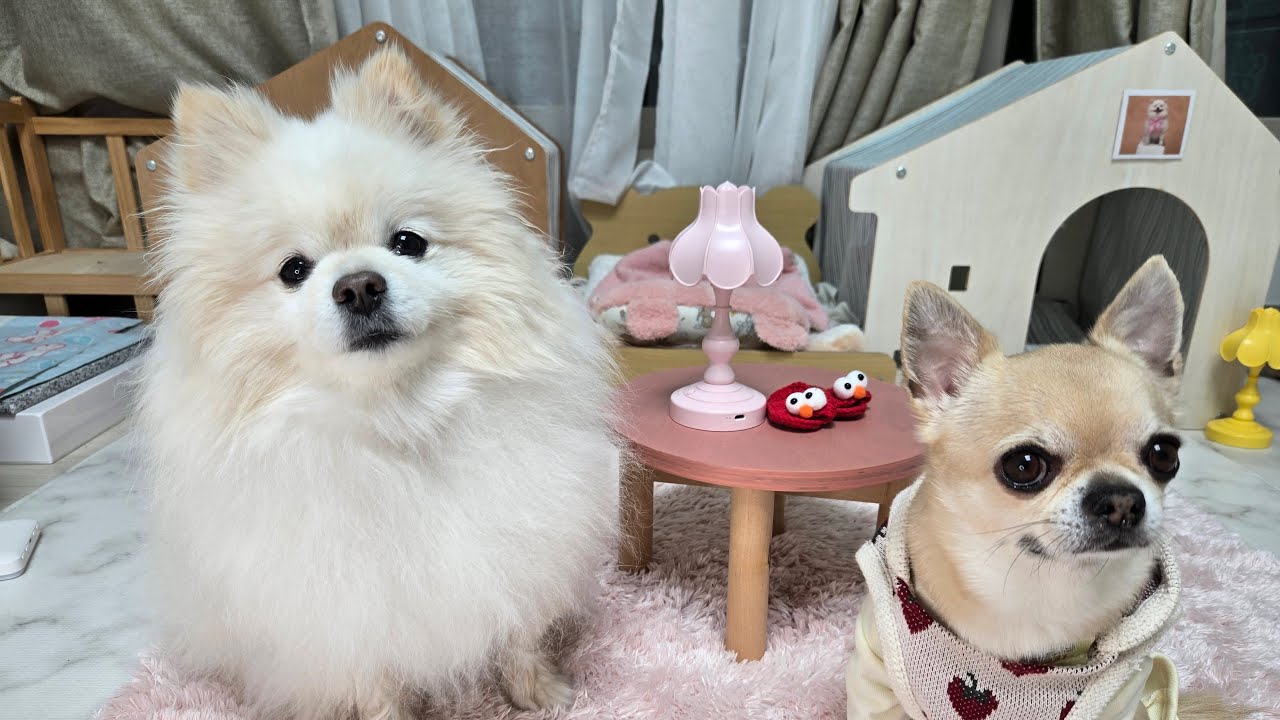 강아지 저녁시간 함께해용❤️