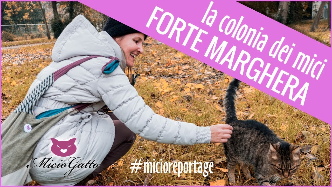 🐱 Colonia felina di Forte Marghera 🐱 - #micioreportage