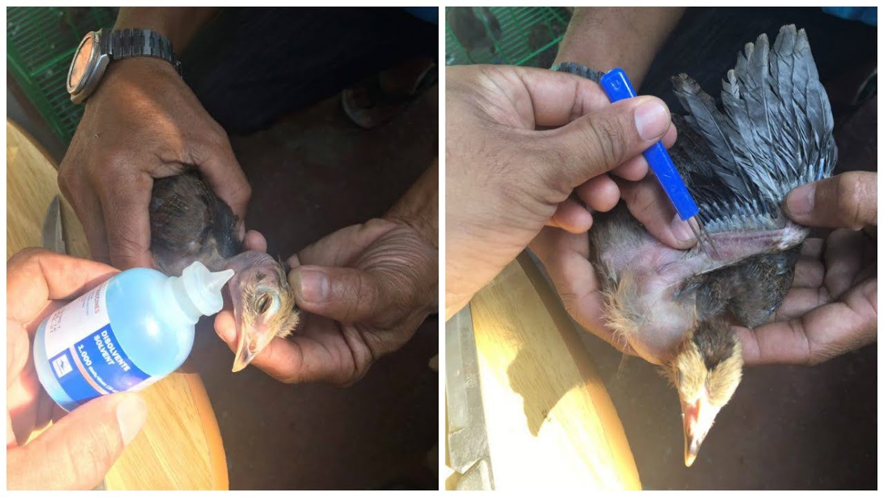 B1B1 NCD Kelan dapay ibigay/ Paano idispose ang pinag gamitan ng Bakuna