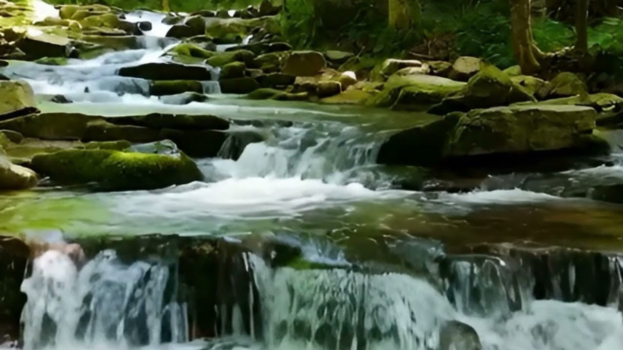 Calming Forest Ambience, Birds Singing Beautiful Stream Sounds for Deep Sleep, Study Focus, Medicine