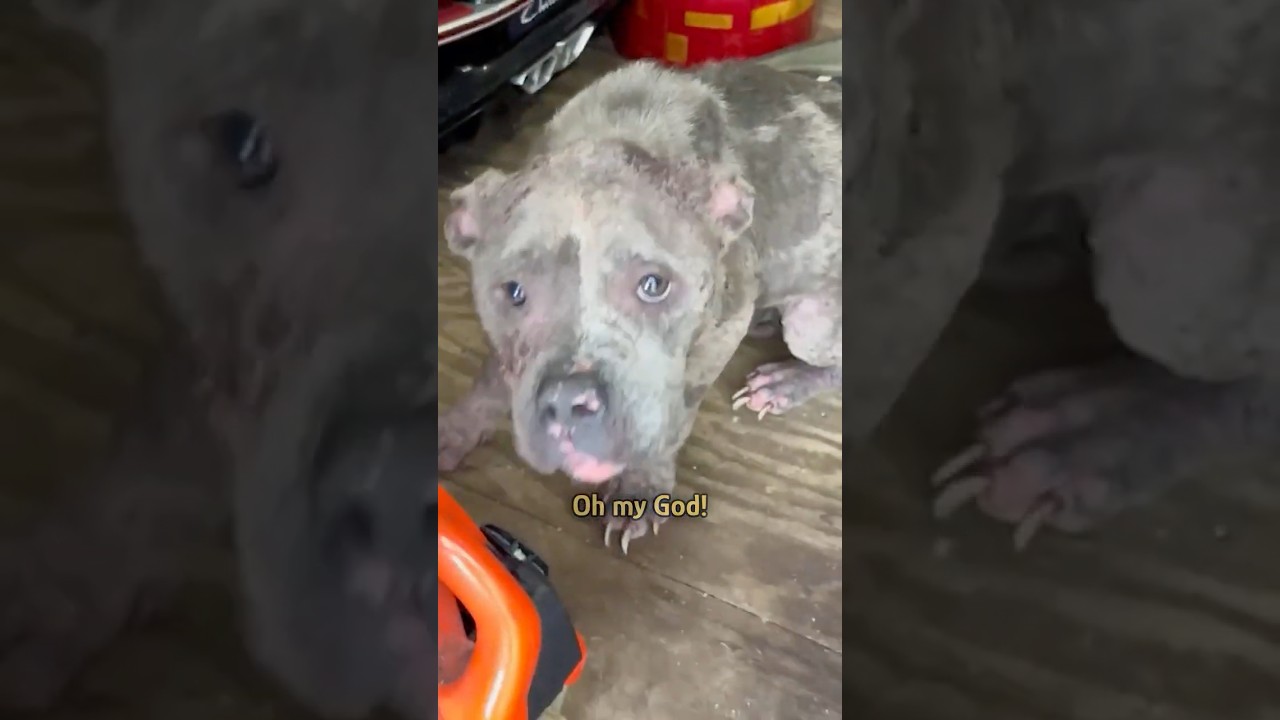 Dog cried for help at the door