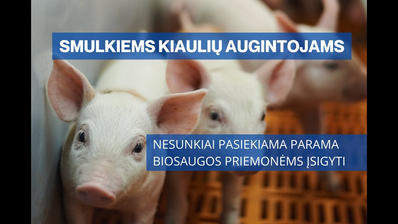 Smulkiems kiaulių augintojams – nesunkiai pasiekiama parama biosaugos priemonėms įsigyti