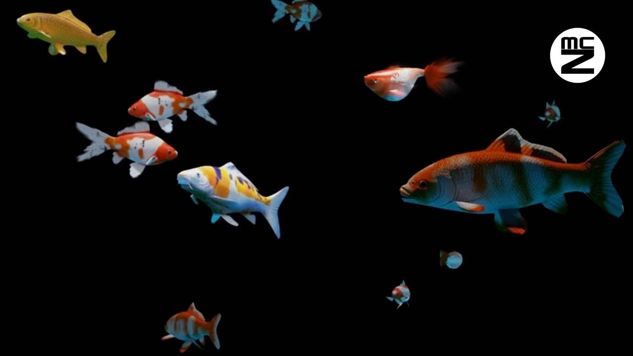 💥 HD Video 3d Hologram Aquarium | 🎼 With Music
