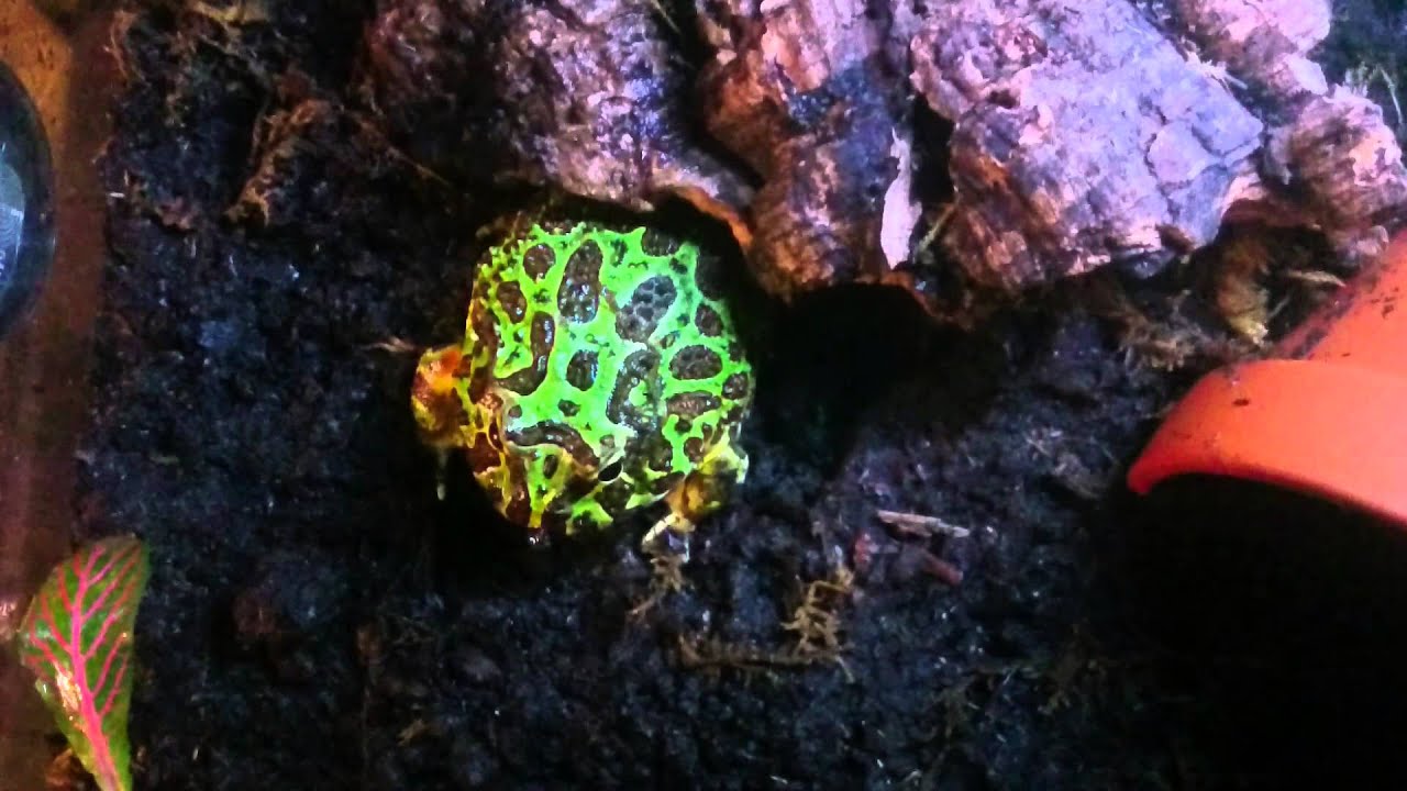 Pac man frog eating (Ceratophrys Ornata)