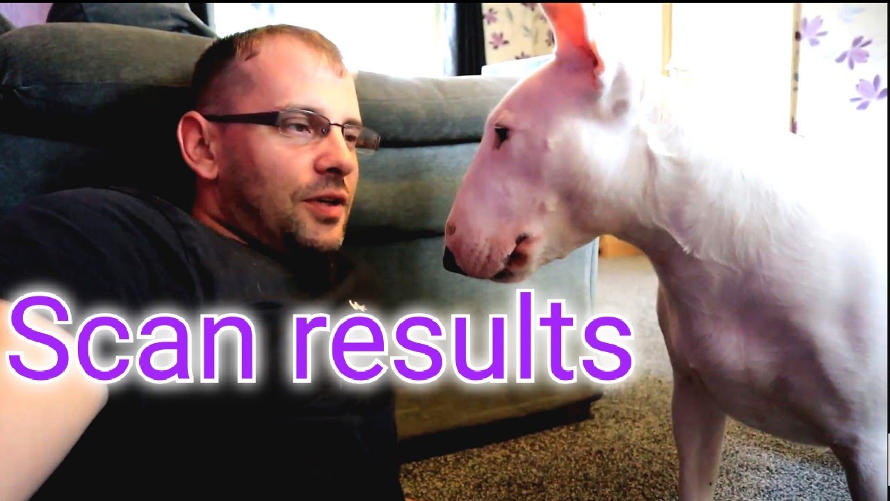 Bull terrier pregnancy scan results at 4 weeks - Is our dog having puppies?