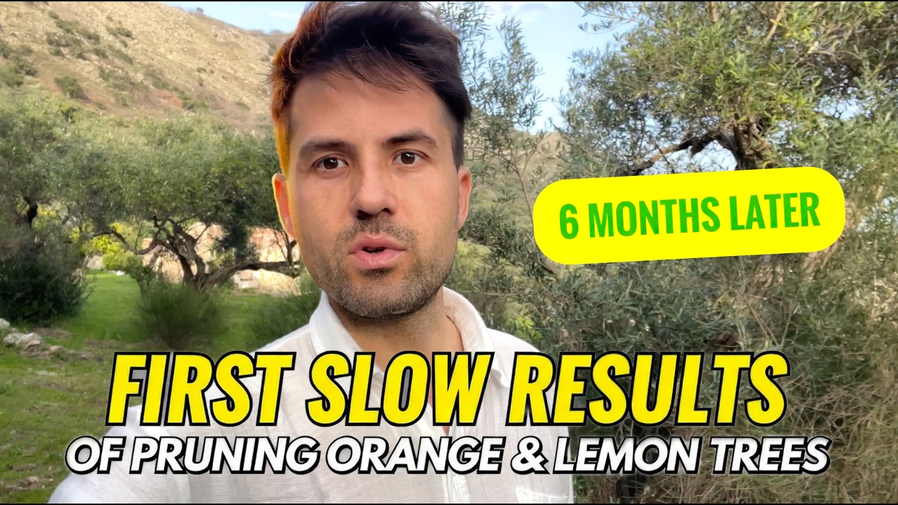 Pruning Old Orange Trees in Spain: 6 Months Later Lemon Tree Glow-Up & Promising Results!