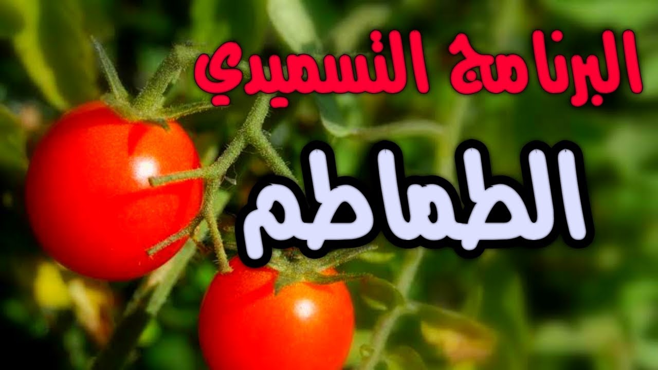 البرنامج التسميدي للطماطم فى نظام الري بالغمر فى جميع انواع الأراضي وبعض الإرشادات الزراعية