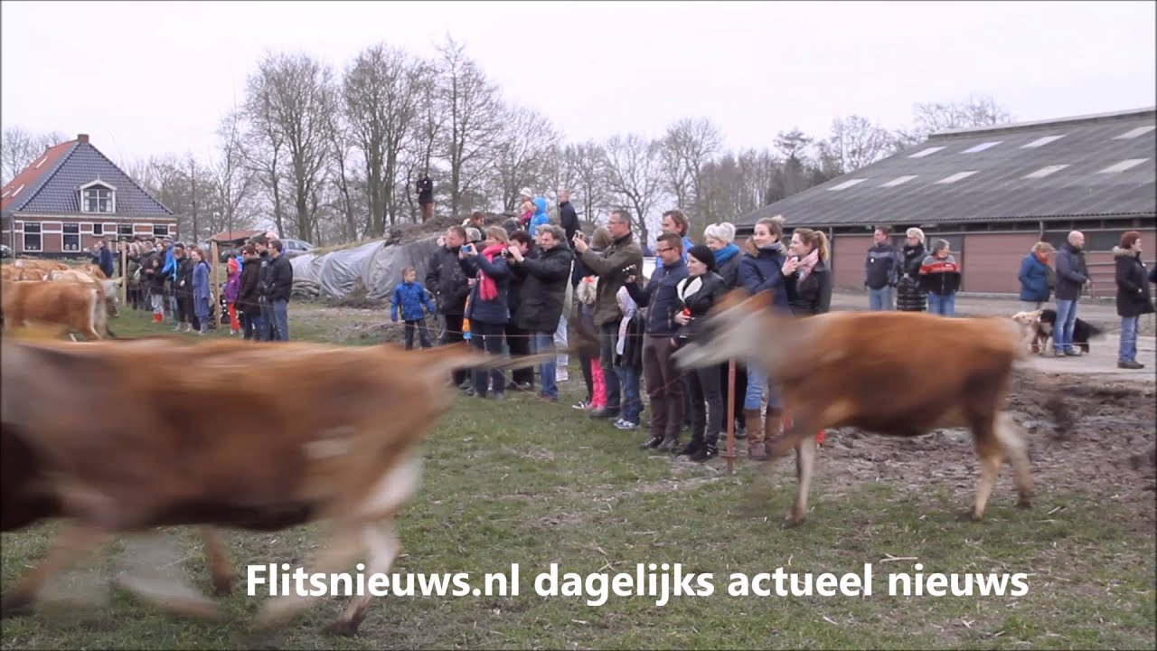 Flitsnieuws.nl - Koeien maken eerste stappen in het land