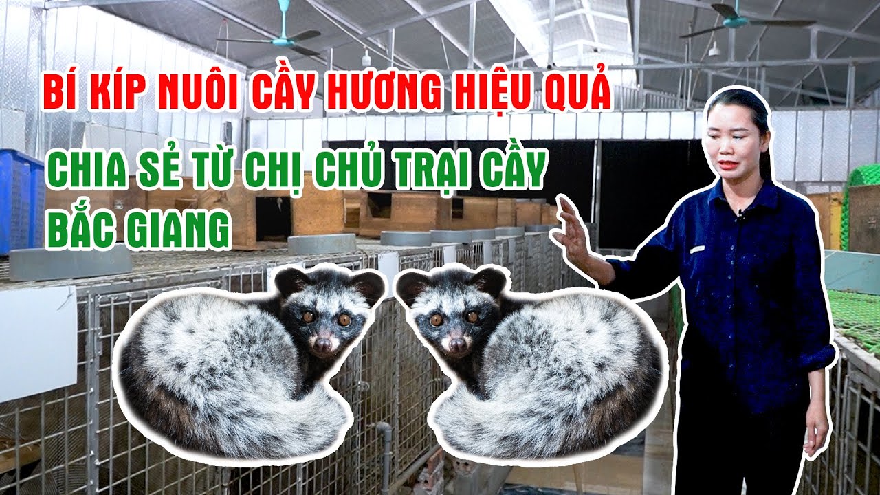 Mô Hình Nuôi Chồn Hương Độc Đáo Tại Bắc Giang – Bí Quyết Ít Người Biết Khi Nuôi Cầy Hương Má Trắng