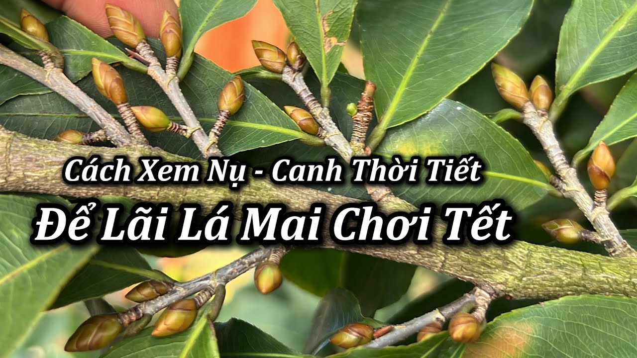 Cách Xem Nụ, Canh Thời Tiết Lãi Lá Mai Chơi Tết - Mai Vàng Duy Hiếu