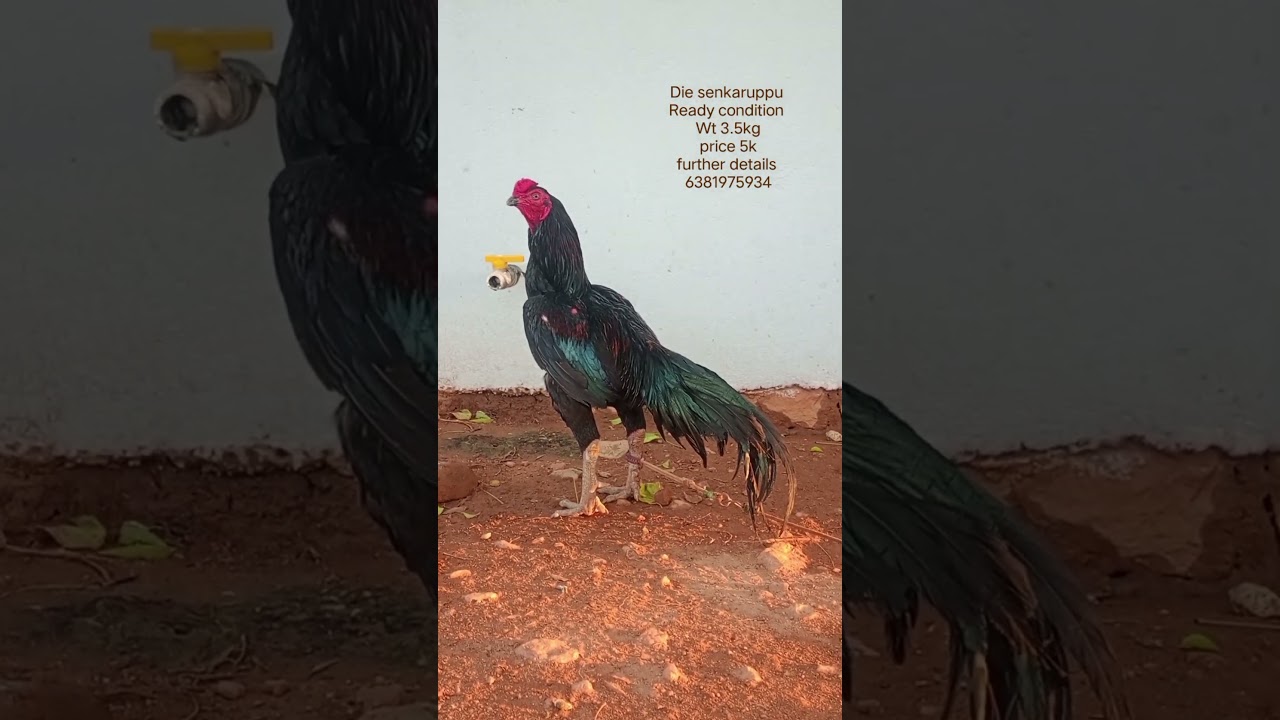 WhatsApp 6381975934 #birds #aseelmurga #rooster #peruvidai