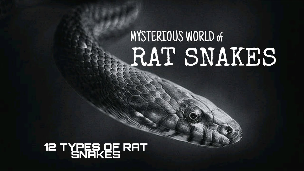 types of rat snakes|12 types of rat snakes|nonvenomous rat snakes|rat snake