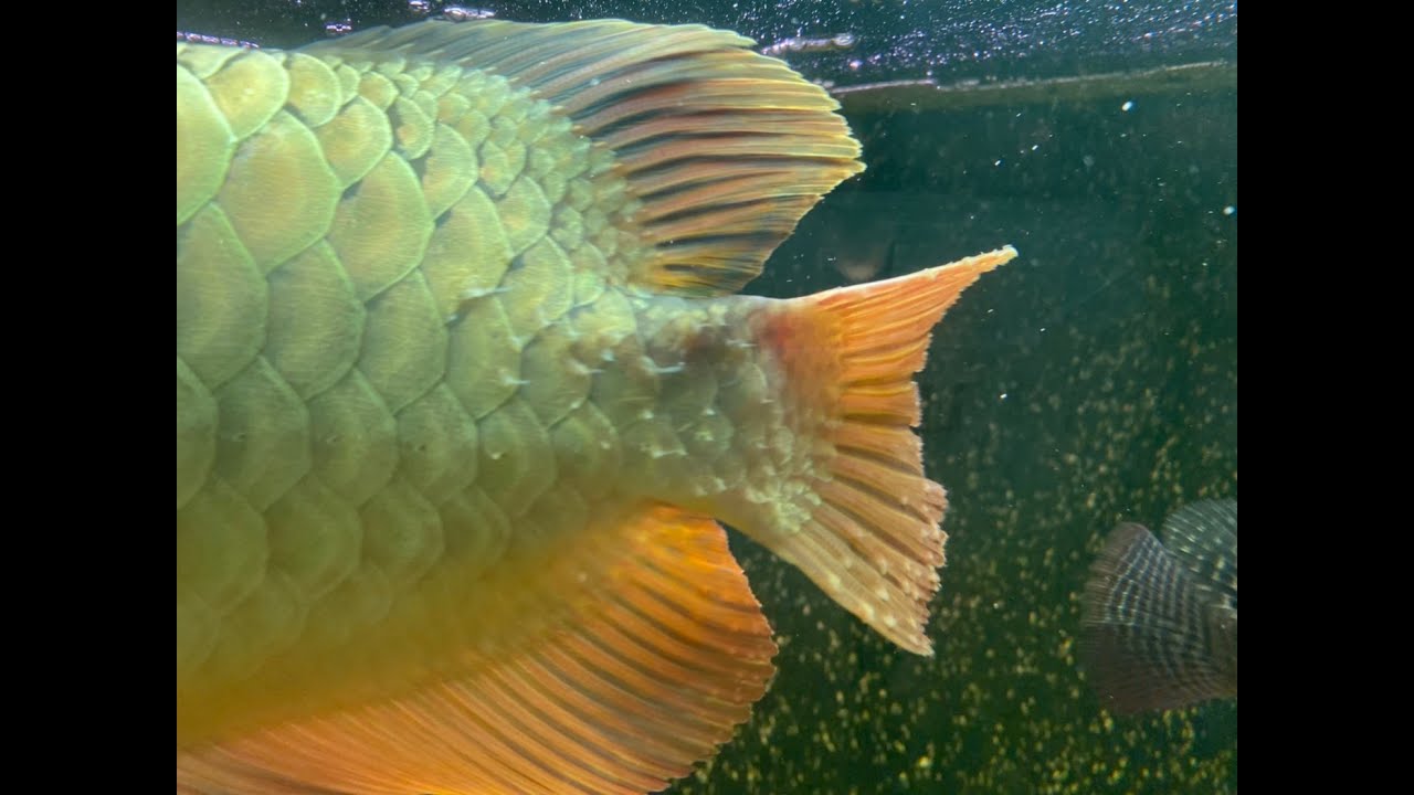 龍魚 爛尾 痘痘 立鱗 宗瑋協助改善過濾器 調整水質 兩個月後 客戶分享改善案例 分享心得