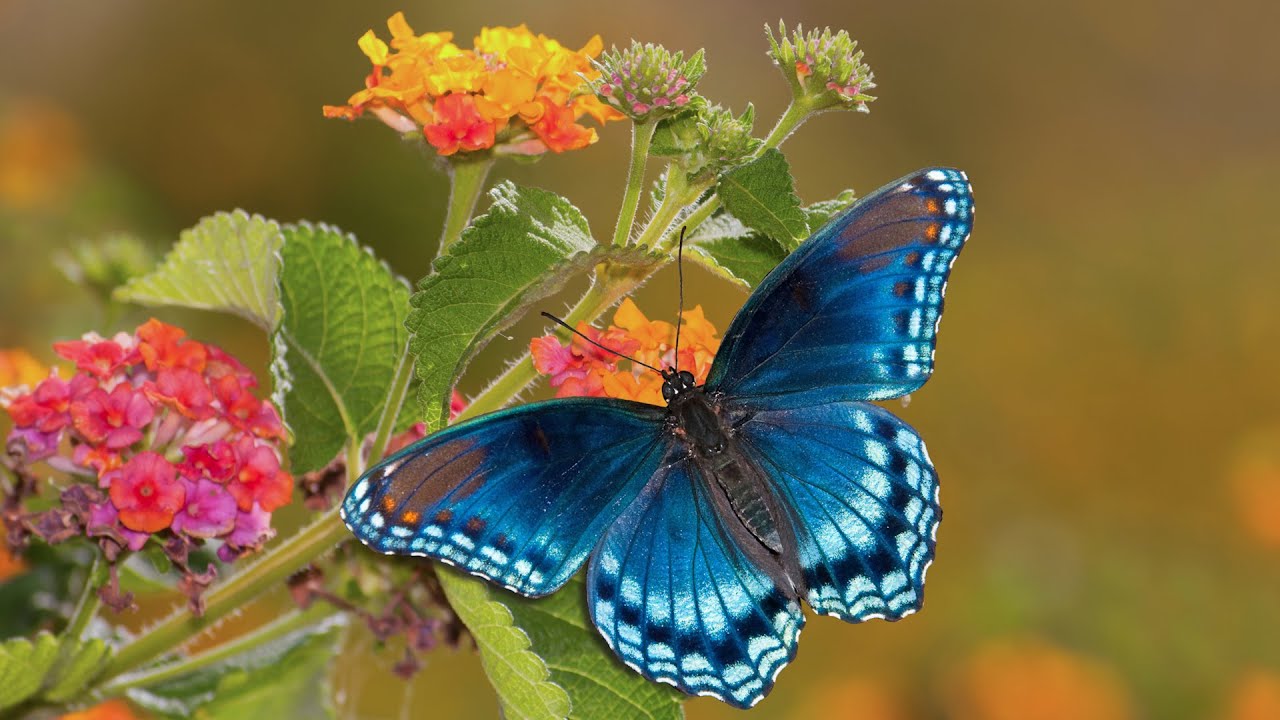 Peaceful Relaxing Instrumental Music, Meditation Calm Music, 